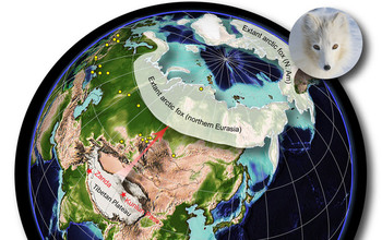 globe map showing Pliocene Tibetan fox localities, Ice Age arctic fox  and today's arctic fox.